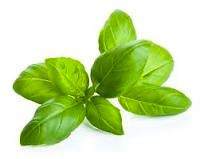albahaca