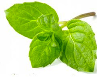 menta