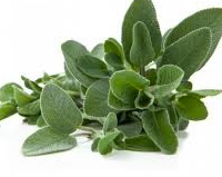 salvia
